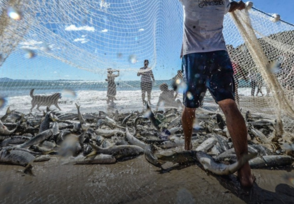 Governo Federal Encerra Pesca da Tainha em Modalidade de Arrasto de Praia