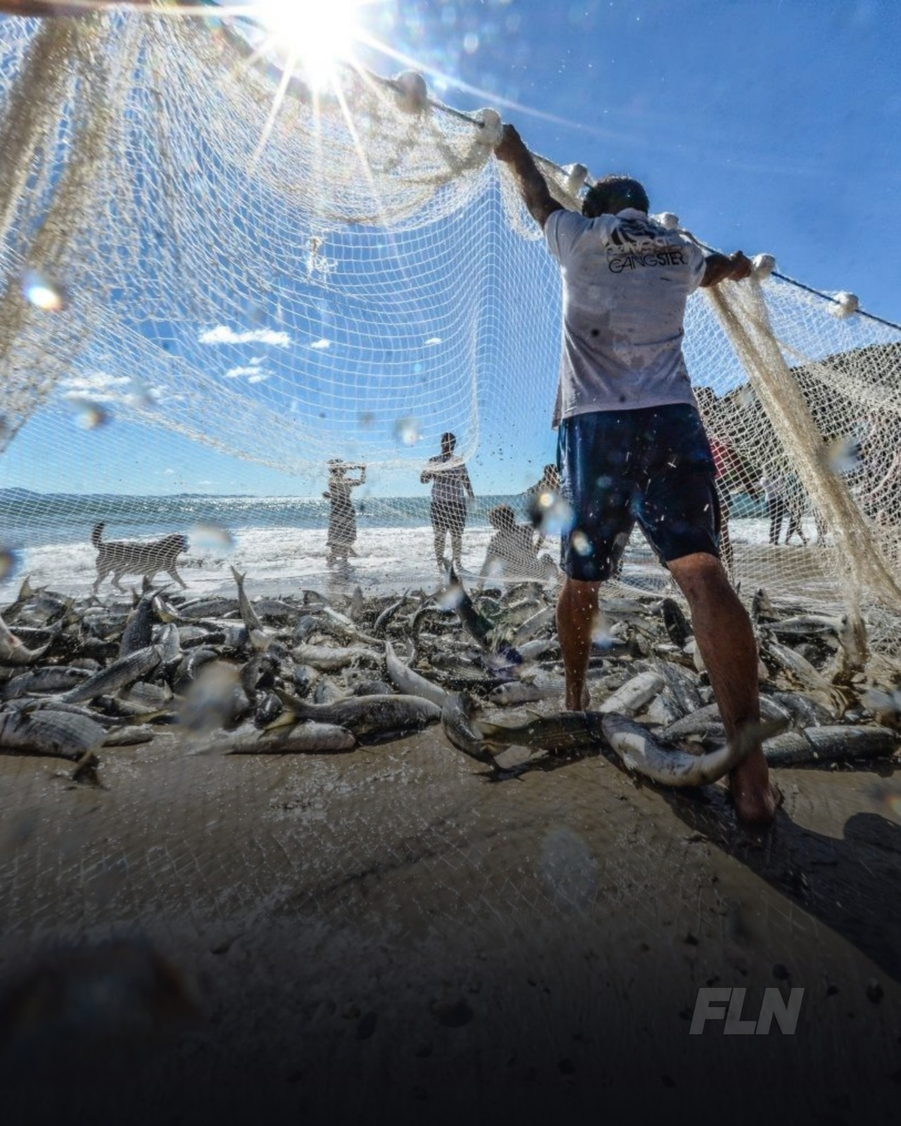 Governo Federal Encerra Pesca da Tainha em Modalidade de Arrasto de Praia