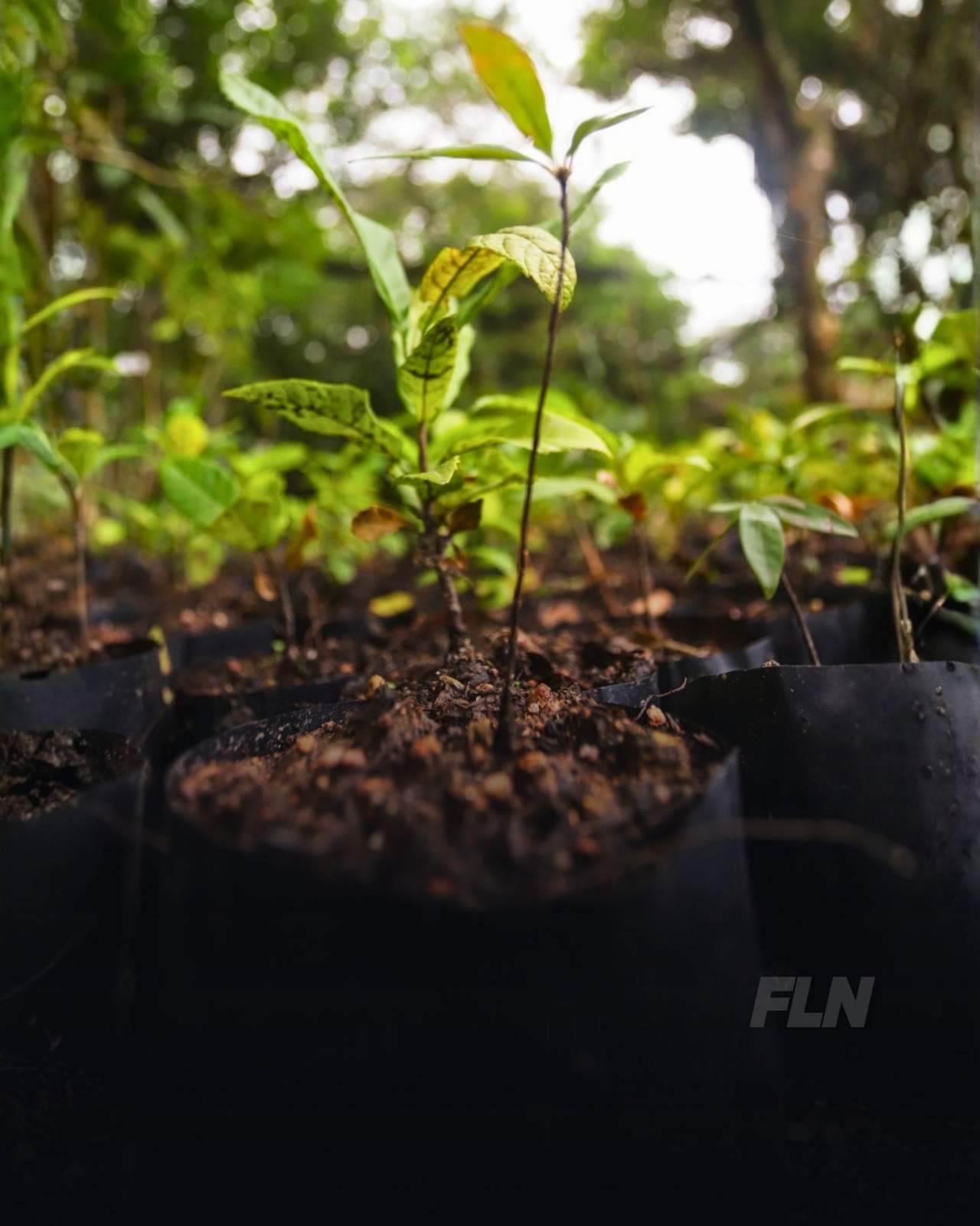 Florianópolis distribui mudas nativas em três pontos da cidade em alusão ao Dia da Árvore